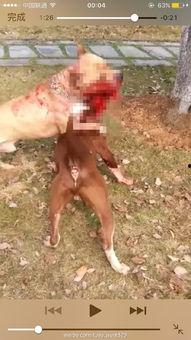 徐州斗狗视频,血腥暴力背后的社会反思