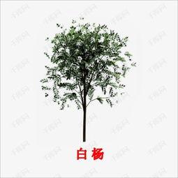 白杨树视频素材,坚韧与生命的赞歌