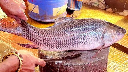 杀鱼视频全过程,全程记录捕鱼瞬间