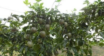 百香果树视频,视频教程精华回顾