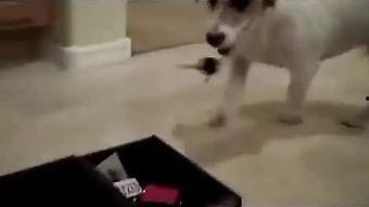 狗奴调教视频,视频背后的残酷真相