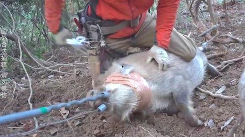 套野猪视频,惊心动魄的丛林追逐