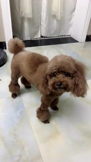 会说话的狗视频,视频走红网络，揭秘神奇瞬间