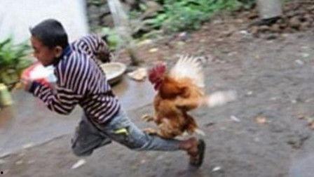 公鸡啄人视频