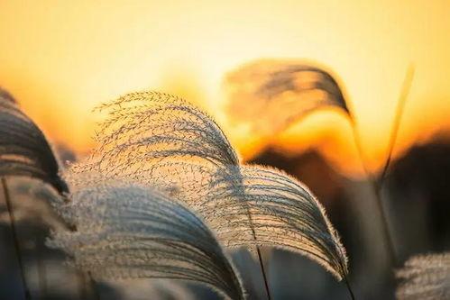 芦苇画视频,自然之美与手工匠心的完美融合