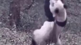 给初音挠痒痒视频,网友直呼“治愈系”