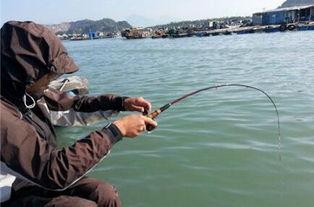 筏竿串钩钓鲫鱼视频,筏竿串钩钓鲫鱼技巧全解析