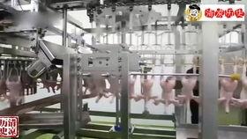 杀鸡流水线视频,自动化生产背后的惊人速度与效率
