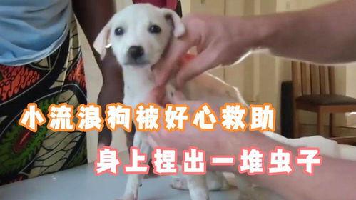 狗身上挤蛆虫视频,狗狗身上挤蛆虫，揭示宠物健康危机